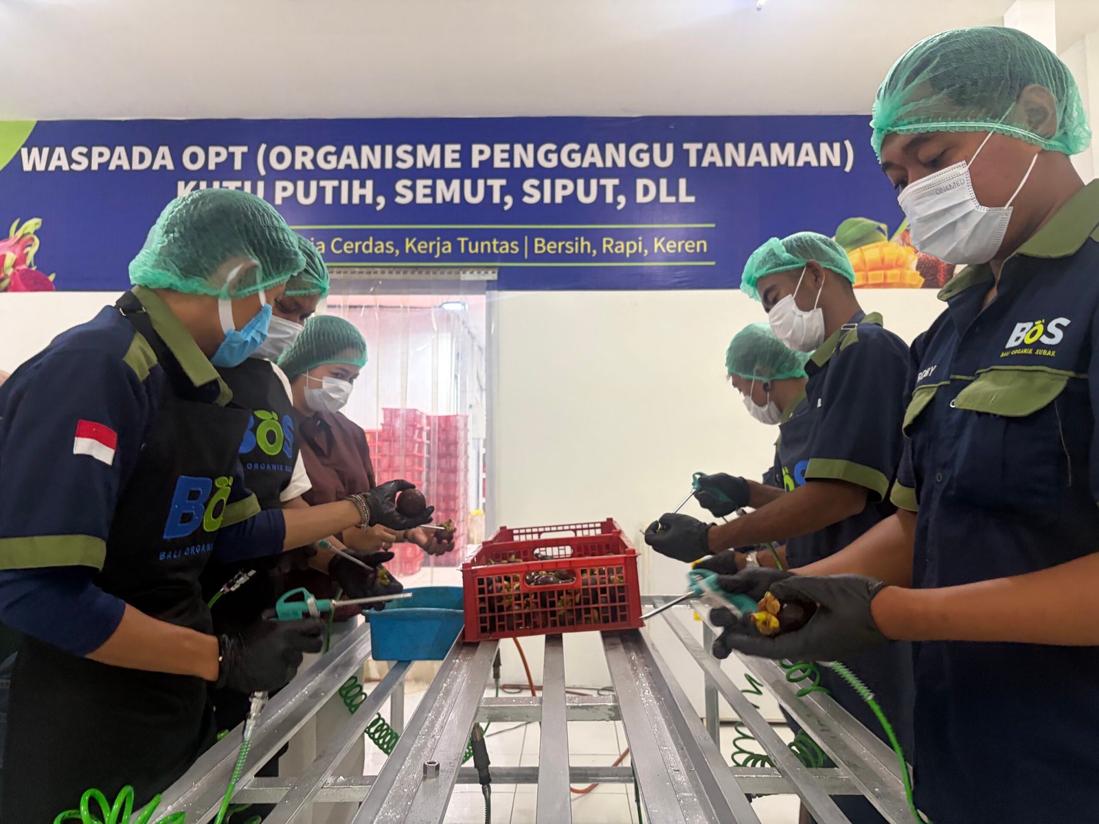 Praktik pemeriksaan buah manggis oleh tim BOS