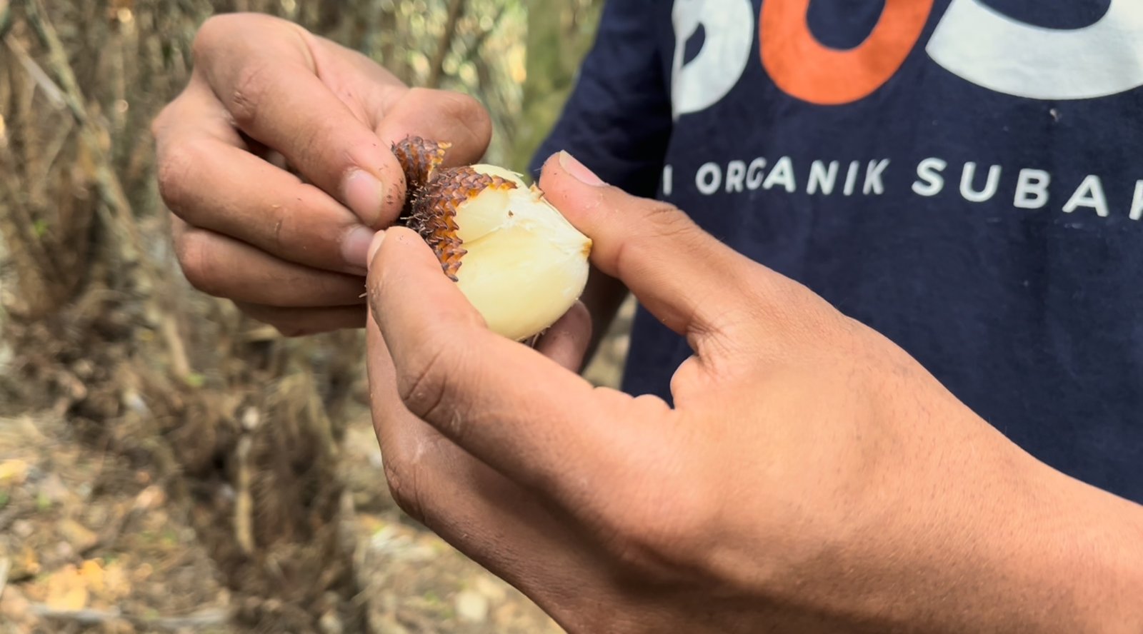 Monitoring kebun salak Munduk Temu Koperasi Petani Muda Keren