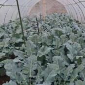 Sistem penyiraman sprinkler di greenhouse PMK Gobleg