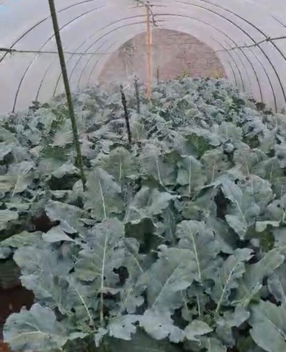 Mikiko Smart Farming dan Mahasiswa Undiknas Lakukan Maintenance Teknologi Pertanian di Kebun PMK Gobleg