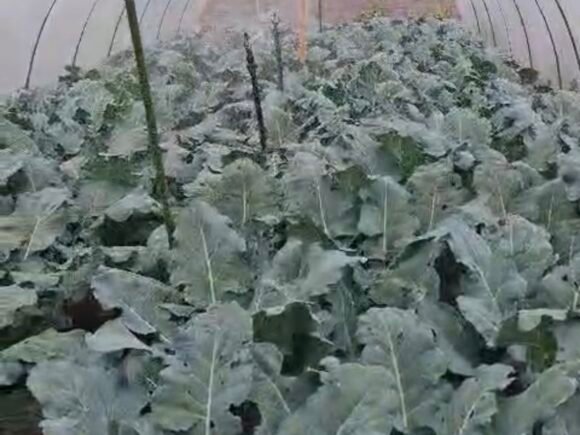 Mikiko Smart Farming dan Mahasiswa Undiknas Lakukan Maintenance Teknologi Pertanian di Kebun PMK Gobleg