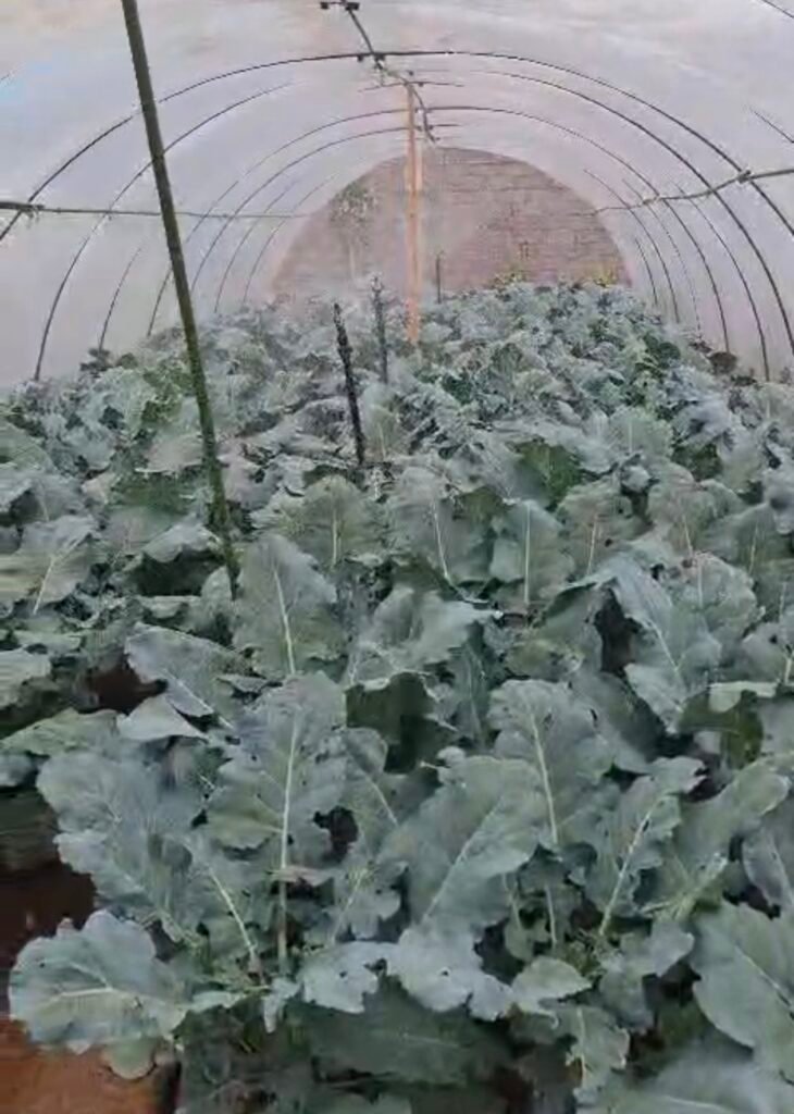 Mikiko Smart Farming dan Mahasiswa Undiknas Lakukan Maintenance Teknologi Pertanian di Kebun PMK Gobleg