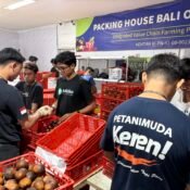 Sortasi Salak Ekspor di Packing House Bali Organik Subak bersama Koperasi Petani Muda Keren