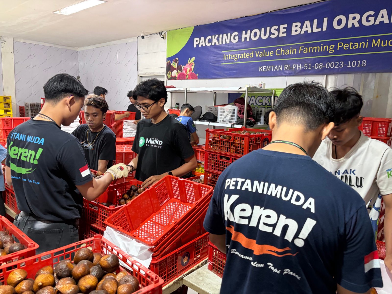 Sortasi Salak Ekspor di Packing House Bali Organik Subak bersama Koperasi Petani Muda Keren