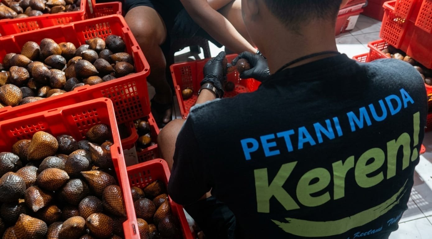 Proses sortasi salak anggota Koperasi Petani Muda Keren sebelum dikirim ke Packing House BoS