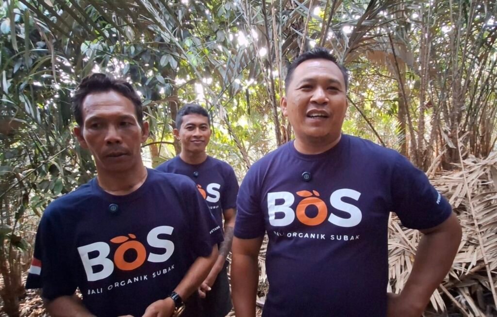 Koperasi Petani Muda Keren Perkuat GAP Kebun Salak Munduk Temu Tabanan, Champion Petani Jadi Penggerak Rantai Pasok