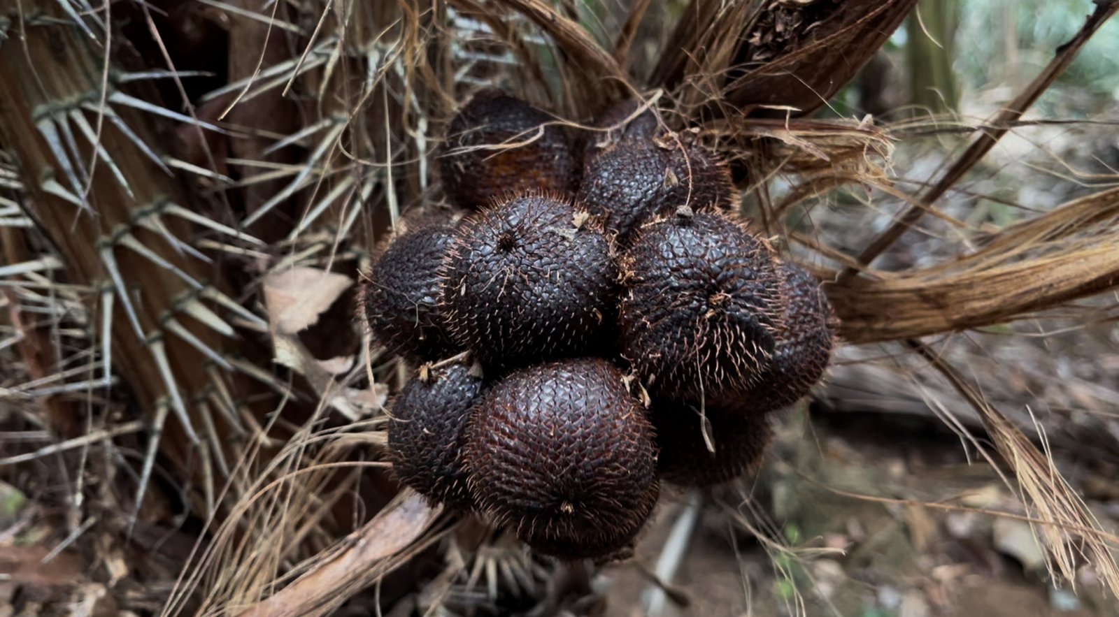 Monitoring kebun salak Munduk Temu Koperasi Petani Muda Keren